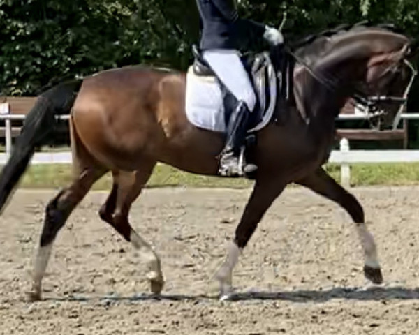 stallion Sommerwind 38 (Hanoverian, 2011, from Sir Donnerhall I)