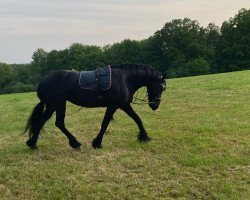 broodmare Annika ter Meer (Friese, 2008, from Andries 415 Sport)