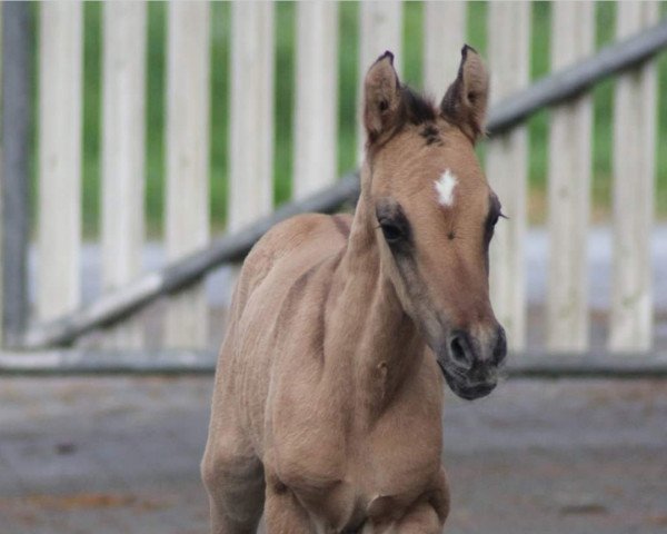 Dressurpferd Steverheides Ducati (Deutsches Reitpony, 2020, von Dance Away 3)