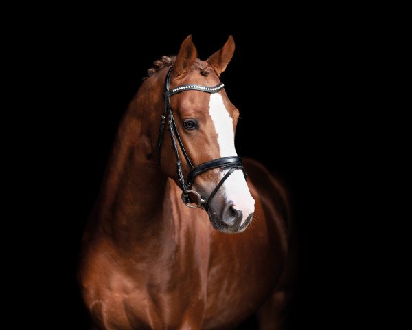 stallion Sir Quattro S (Pinto with riding horses pedigree, 2019, from Strahlemann)