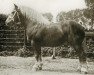 stallion Indigène du Fosteau (Brabant/Belgian draft horse, 1902, from Brin d'Or)