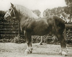 Deckhengst Indigène du Fosteau (Brabanter/Belgisches Kaltblut, 1902, von Brin d'Or)