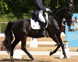 dressage horse Rubin Noir 11 (Oldenburg, 2005, from Rubin Royal OLD)