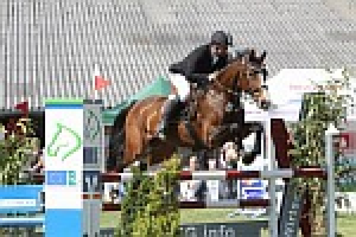 Springpferd Lady Sunshine 43 (Hannoveraner, 1999, von Lastro)