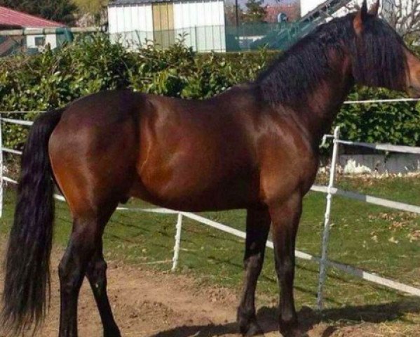 stallion Opium de Joux (Connemara Pony, 2002, from Cliff of Labs)