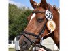 dressage horse Charly (German Riding Pony, 2003)