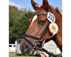 Dressurpferd Charly (Deutsches Reitpony, 2003)