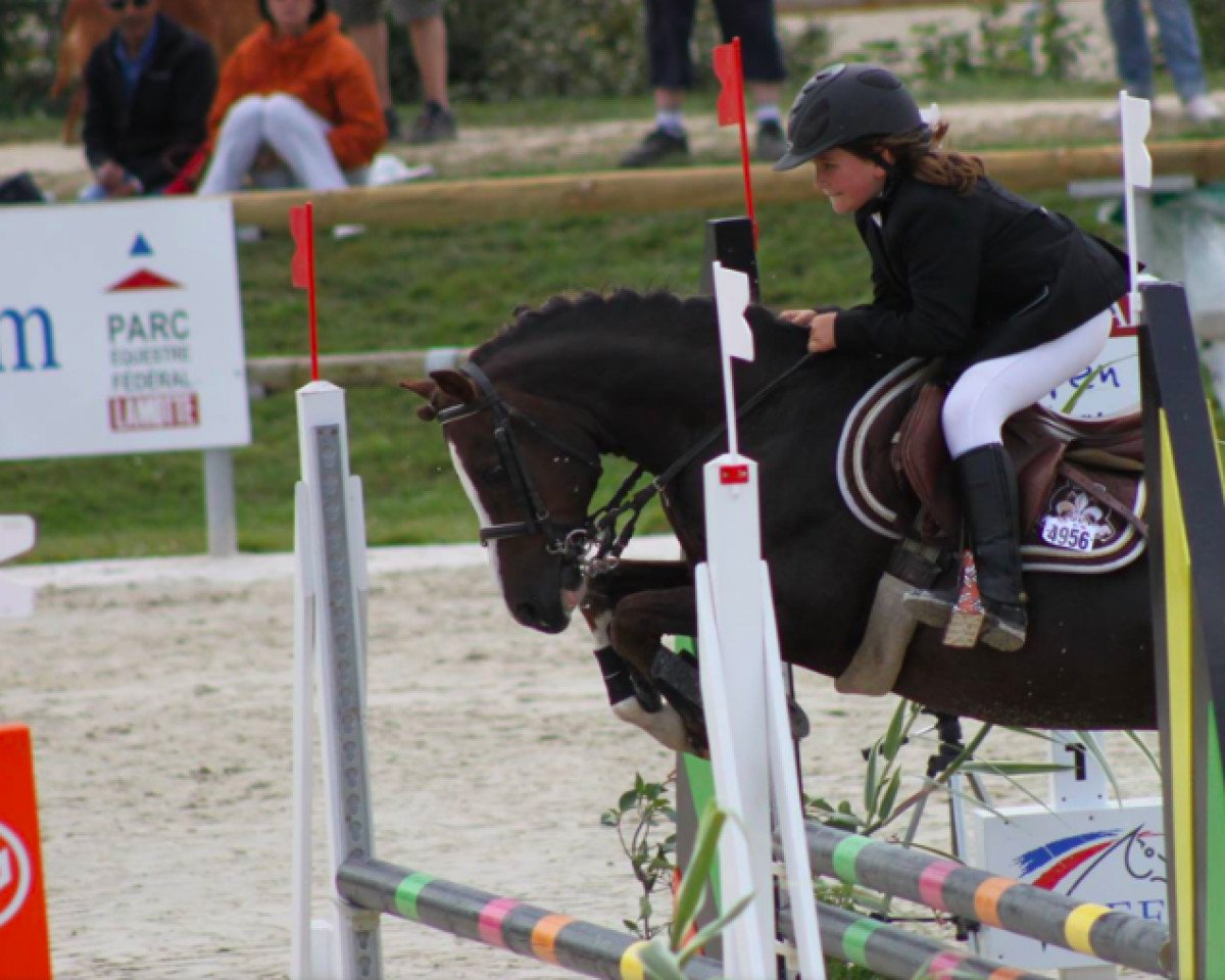 stallion Miglesey des Cibaudes (Welsh-Pony (Section B), 2002, from Anglesey Horatio)