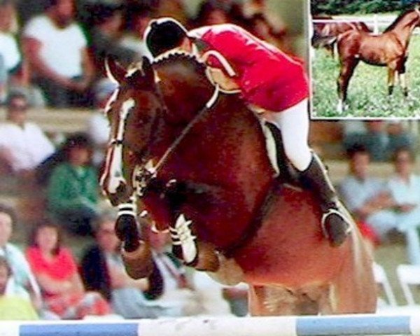 stallion Quaser de l'Ile (Selle Français, 1982, from Protocole xx)
