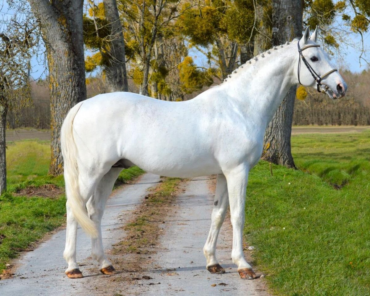 stallion Diabeau (Belgian Warmblood, 2003, from Clinton)