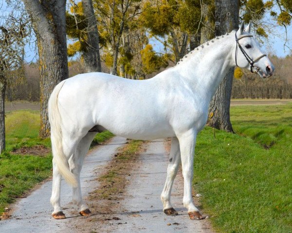 stallion Diabeau (Belgian Warmblood, 2003, from Clinton)