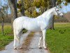 stallion Diabeau (Belgian Warmblood, 2003, from Clinton)