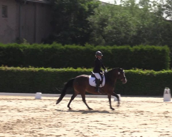 Reitturnier Wingerode 2023