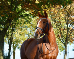 horse Geena 8 (Hanoverian, 2003, from Gerome)