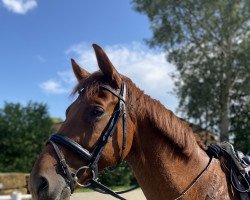 dressage horse Valentin's Day (Westphalian, 2016, from Vivaldi)