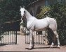 stallion Naswan ox (Arabian, 1984, from Tabriz)