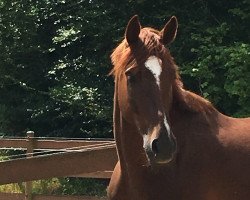 dressage horse Quisdancer (Mecklenburg, 2010, from Quando-Quando)