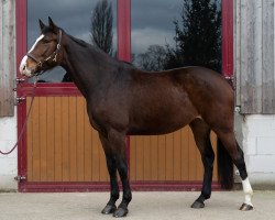 jumper Queeni 8 (Oldenburg show jumper, 2018, from Quidam de Revel)