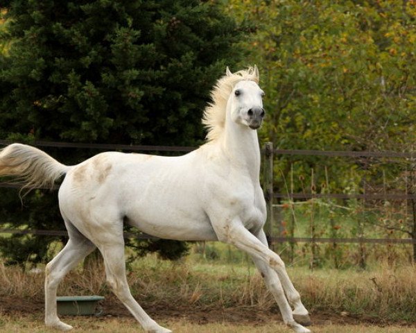 stallion Daswam AA (Anglo-Arabs, 1991, from Naswan ox)