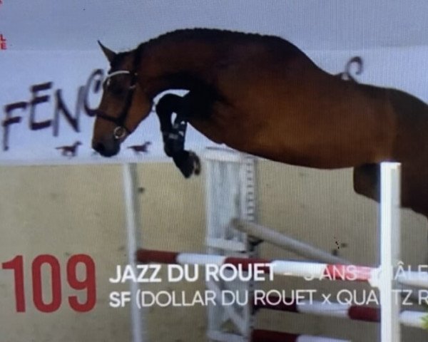 jumper Jazz du Rouet (Selle Français, 2019, from Dollar du Rouet)