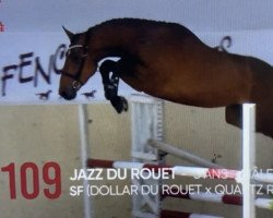 Springpferd Jazz du Rouet (Selle Français, 2019, von Dollar du Rouet)