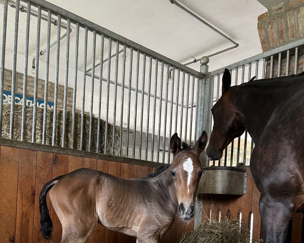 jumper Kaluna (Hungarian Warmblood, 2023, from Kahuna)