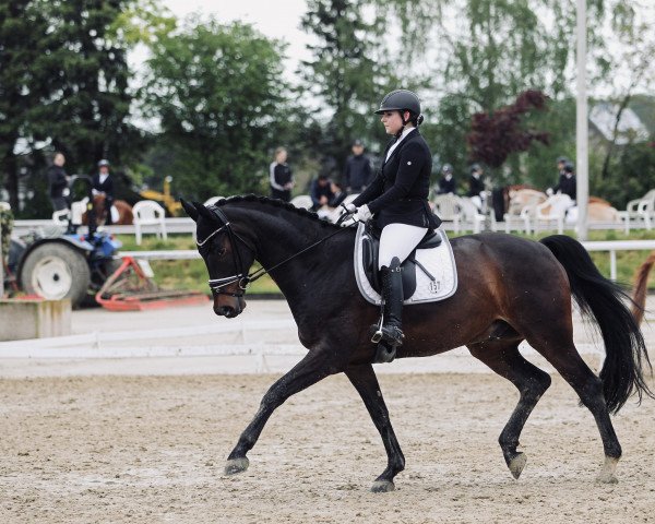 dressage horse Don Royal 14 (Rhinelander, 2013, from Don Frederic 3)