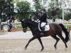 dressage horse Don Royal 14 (Rhinelander, 2013, from Don Frederic 3)