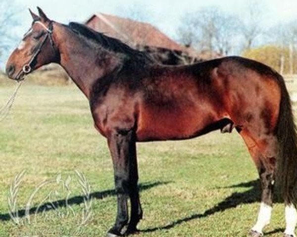 Deckhengst Pythagoras (FR) (Französischer Traber, 1981, von Florestan (FR))