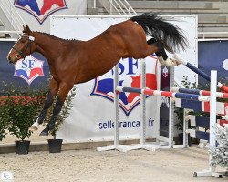 Springpferd Jet Star du Barsac (Selle Français, 2019, von H&M Chilli Willi)