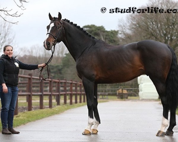 stallion H&M Chilli Willi (Holsteiner, 2008, from Casall Ask)