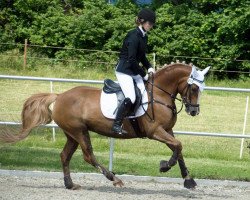 dressage horse Schierensees Olle Hexe (German Riding Pony, 2008, from Llaun Bonheddwr)