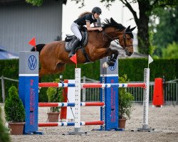 jumper Lindbergh Vdt (KWPN (Royal Dutch Sporthorse), 2016, from Hermantico)