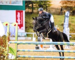 broodmare Ballerina (German Sport Horse, 2003, from Bavaria Luchs)