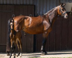 broodmare Wyoming (Oldenburg, 2017, from Bordeaux 28)