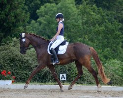 dressage horse Seraphina S (Rhinelander, 2019, from Selectric)