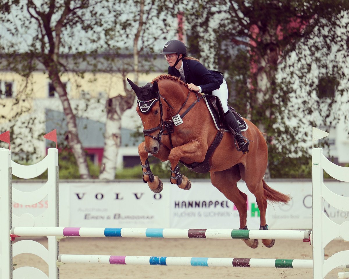 jumper Olaf (KWPN (Royal Dutch Sporthorse), 2019, from Poker de Mariposa Tn)