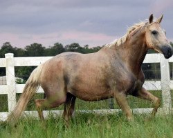 horse Sunflower Sara xx (Thoroughbred, 2013, from White Magic xx)