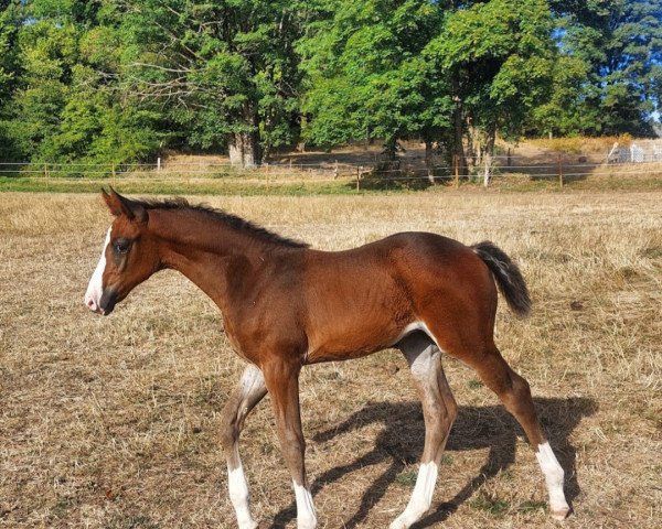 Springpferd Conquina (Zangersheide Reitpferd, 2022, von Count On Me Z)