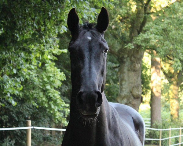 broodmare Fernandia (Oldenburg, 1994, from Gervantus I)