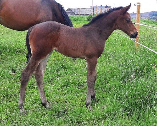 jumper Queritana (Zangersheide riding horse, 2021, from Querido Vg)