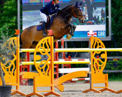 jumper Roberstown Boy (Irish Sport Horse, 2006, from Master Imp xx)