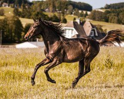 dressage horse Majestic Lady (Westphalian, 2022, from Majestic Taonga)