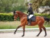 Dressurpferd Cunessa (KWPN (Niederländisches Warmblut), 2007, von United)