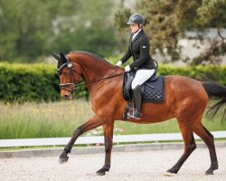 dressage horse Cunessa (KWPN (Royal Dutch Sporthorse), 2007, from United)