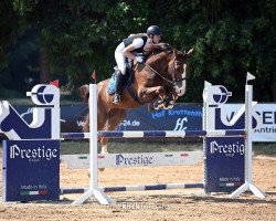 jumper Latin Lover Di Villagana (Italian Warmblood, 2016, from Baloubet du Rouet)