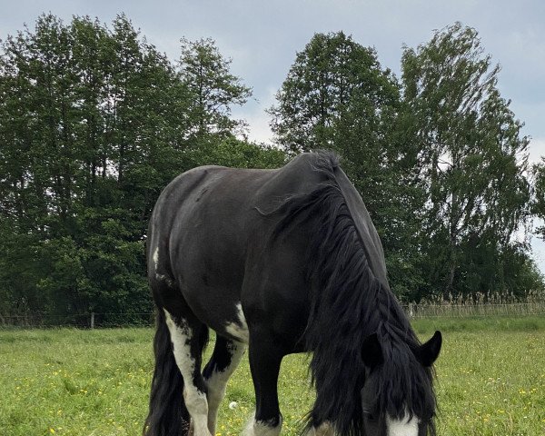 broodmare Cloonkeehane Daisy (Tinker / Irish Cob / Gypsy Vanner, 2019, from Unbekannt Tinker)