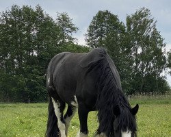 Zuchtstute Cloonkeehane Daisy (Tinker / Irish Cob / Gypsy Vanner, 2019, von Unbekannt Tinker)