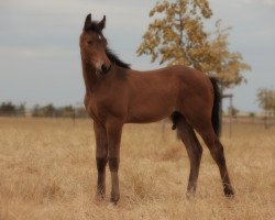 Springpferd Hengst von Coros / Lasino (Holsteiner, 2023, von Coros NRW)