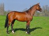 stallion Top Gun Semilly (Selle Français, 2007, from Quaprice Z)